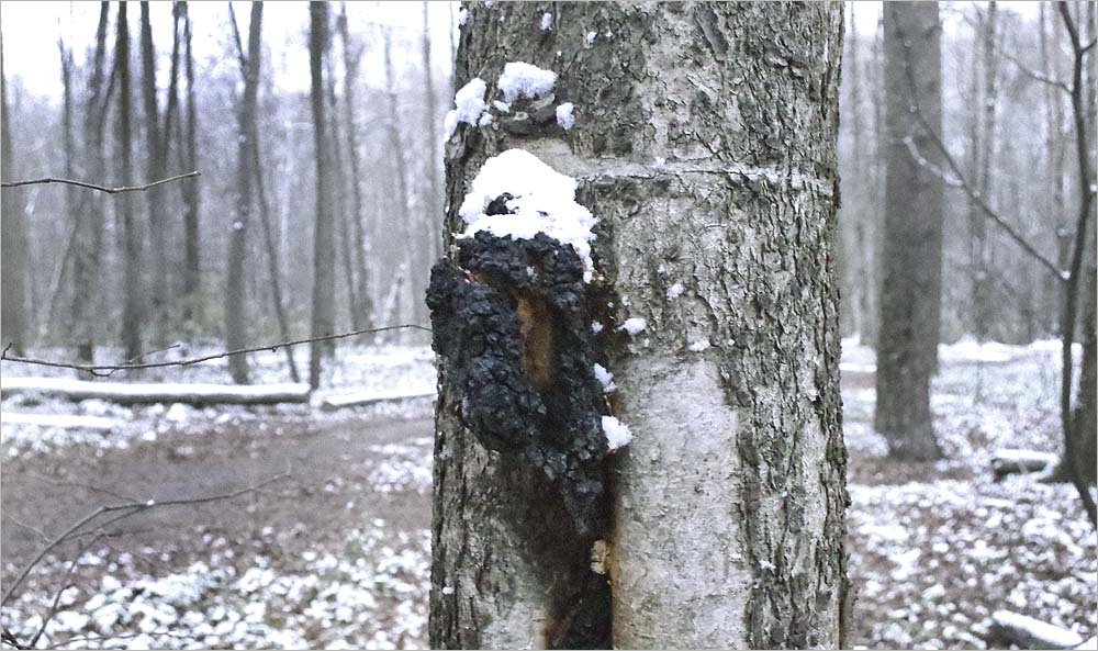 Chaga di betulla