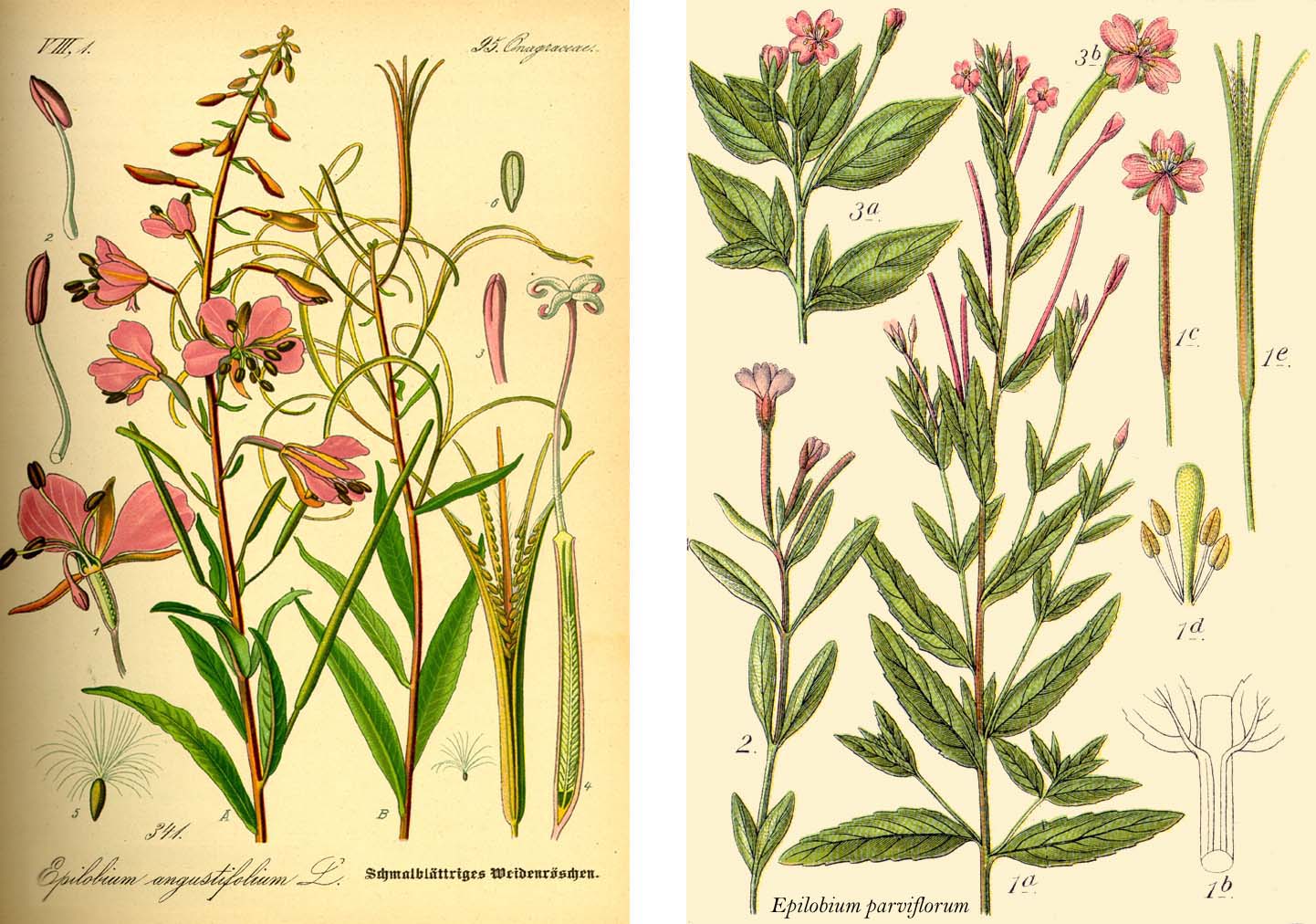 Epilobium angustifolium vs Epilobium parviflorum