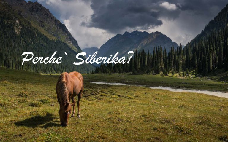 perche-siberika_digiuno_chaga